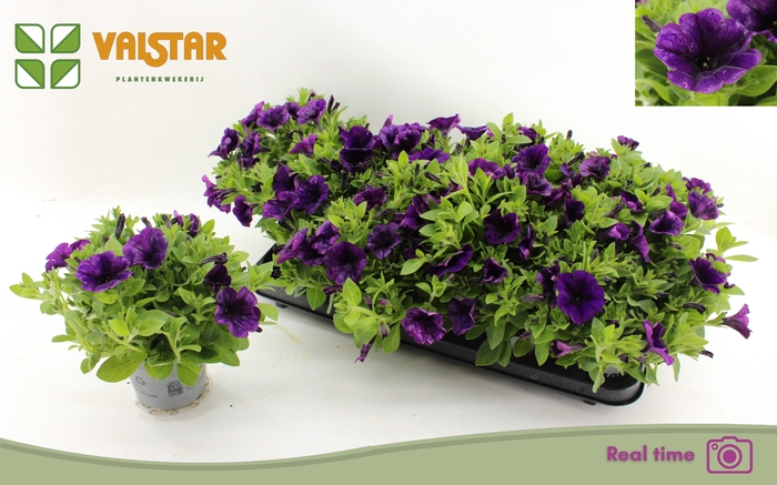 <h4>PET FAM PURPLE</h4>