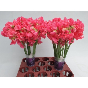 Lathyrus Coral