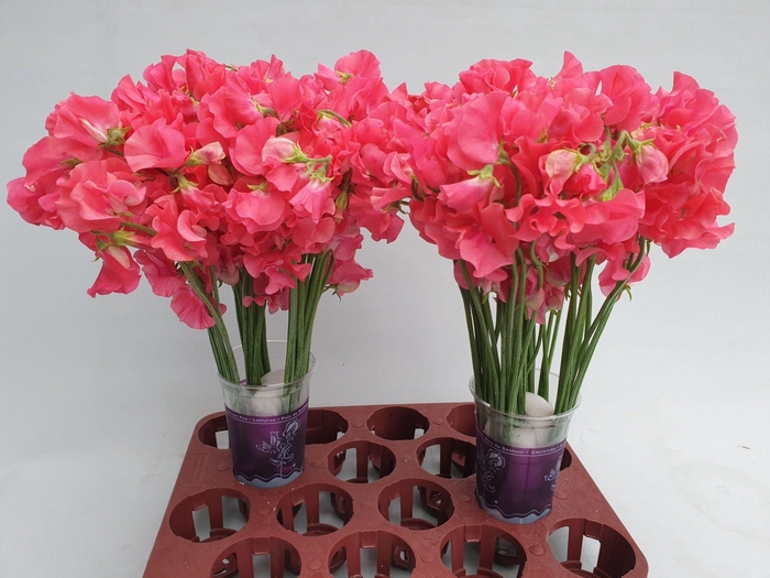 <h4>Lathyrus Coral</h4>