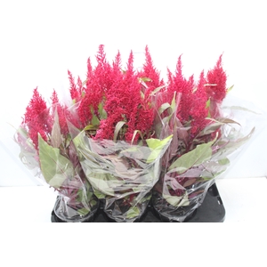 CELOSIA DRAGONS BREATH P14