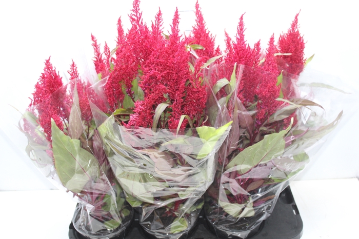 <h4>CELOSIA DRAGONS BREATH P14</h4>