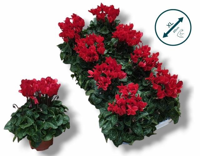 <h4>CYCL KL SUP COMPACT</h4>