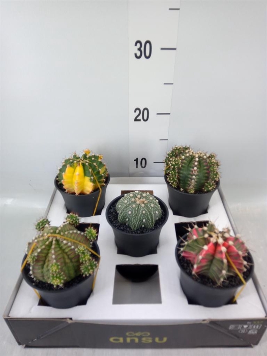 <h4>Cactus   ...</h4>