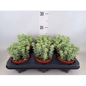 Crassula perforata