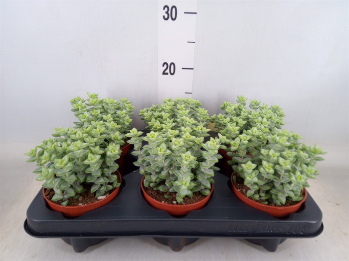 <h4>Crassula perforata</h4>