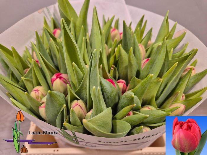 <h4>TU DU BELGRAVIA</h4>