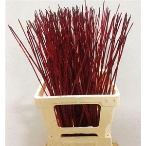 Cornus Alba Sibirica