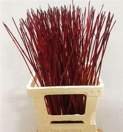 <h4>Cornus Alba Sibirica</h4>