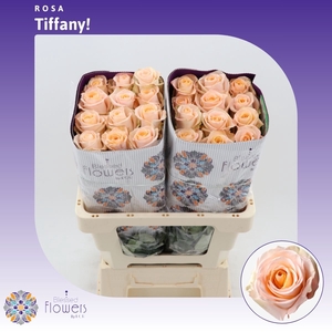 Rosa gr Tiffany!