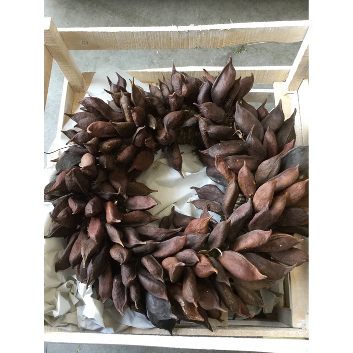 <h4>Krans Brachychiton D35 Natural *opruiming*</h4>