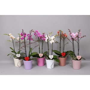 Phal. Multi 2-tak mix in Maria mix keramiek + bijsteker hart