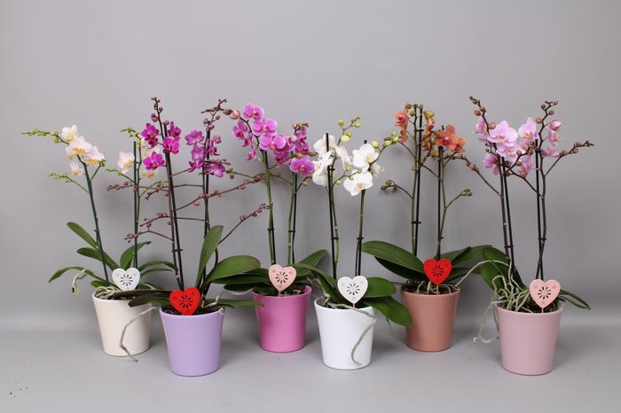 <h4>Phal. Multi 2-tak mix in Maria mix keramiek + bijsteker hart</h4>