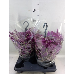 Tradescantia zebr. 'Pink Paradise'