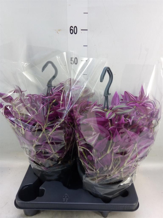 <h4>Tradescantia zebr. 'Pink Paradise'</h4>