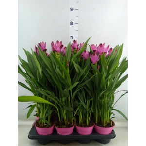 Curcuma alism. 'Siam Splash'