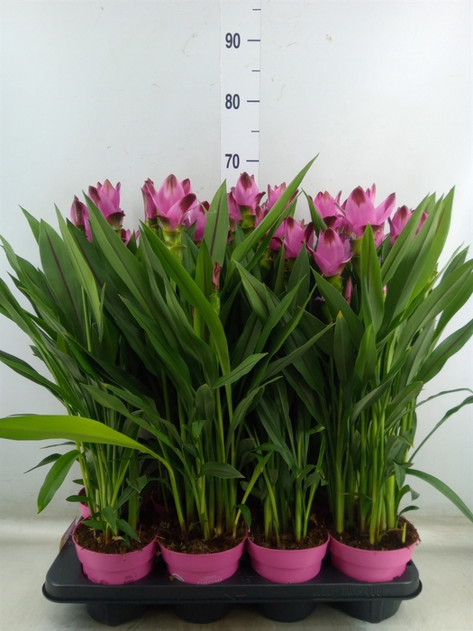 <h4>Curcuma alism. 'Siam Splash'</h4>