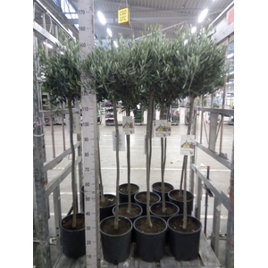 Olea europaea