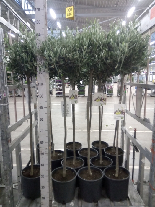 <h4>Olea europaea</h4>