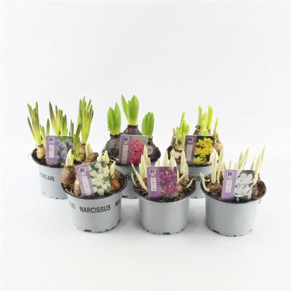 <h4>Bolbloemen gemengd 12 cm</h4>