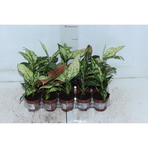 AGLAONEMA VARIADA P06