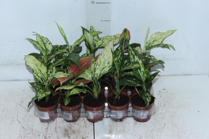 <h4>AGLAONEMA VARIADA P06</h4>