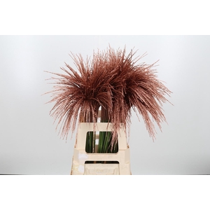 Miscanthus Kl Bh Koper