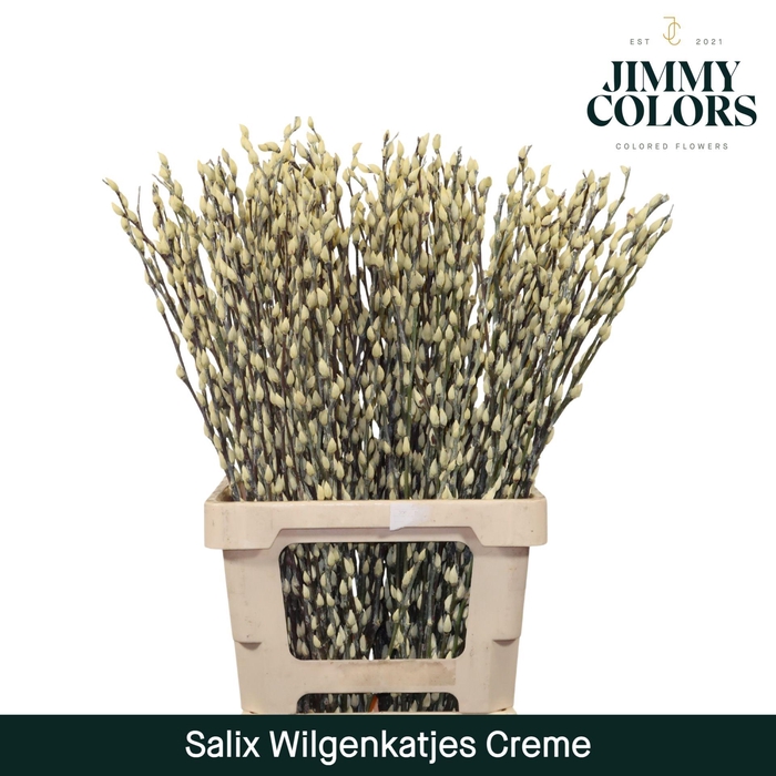 <h4>Salix Katjes L70 Creme</h4>