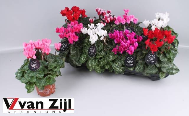 <h4>CYCL KL GARDEN</h4>