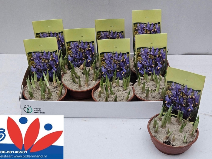 <h4>IRIS RET HARMONY</h4>