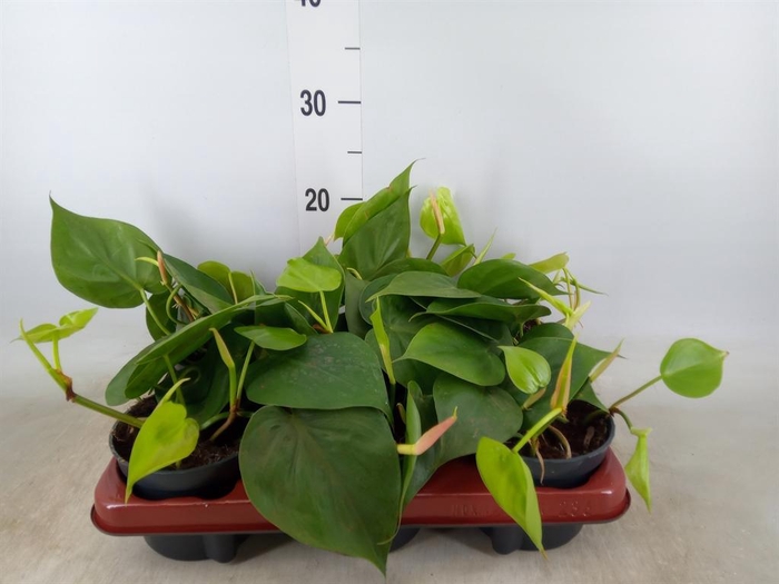 <h4>Philodendron scand.</h4>