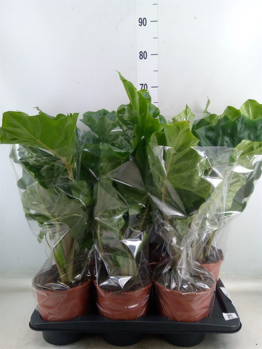<h4>Alocasia  'Low Rider'</h4>