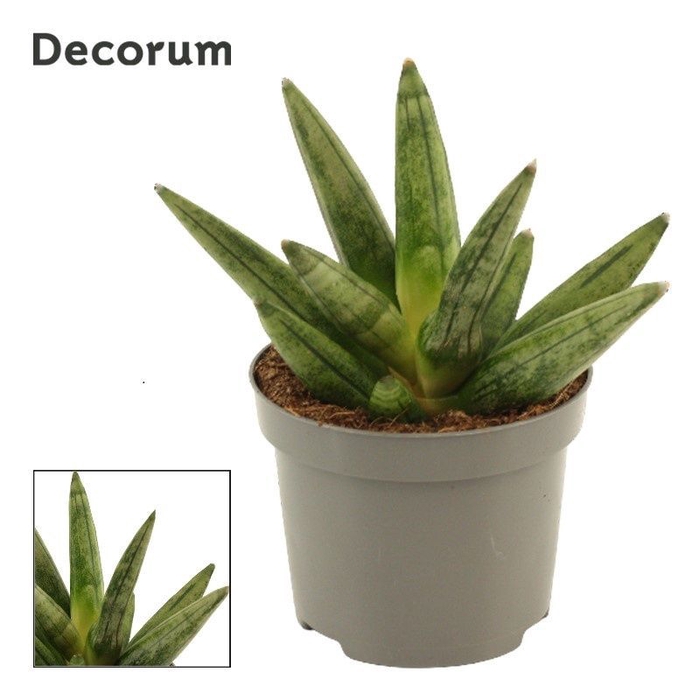 Sansevieria Hedgehog Crown 9 cm (Decorum)