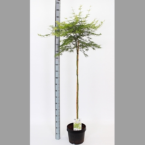 ACER PA SEIRYU