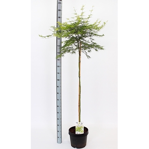 ACER PA SEIRYU