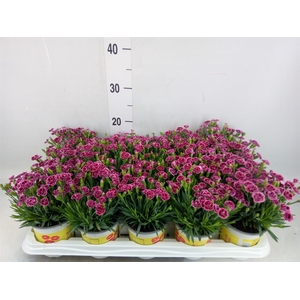 Dianthus allw. 'Lucky Lips Lara'