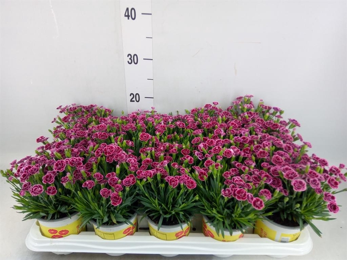 <h4>Dianthus allw. 'Lucky Lips Lara'</h4>