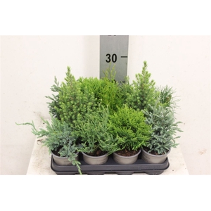 Coniferen Gemengd 10cm