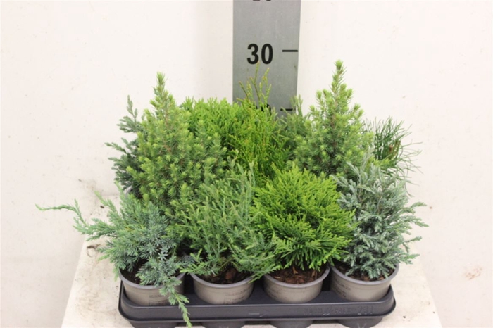 <h4>Coniferen Gemengd 10cm</h4>