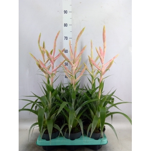Tillandsia  'Dolce'
