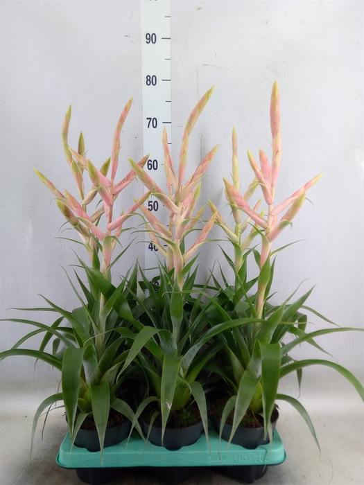 Tillandsia  'Dolce'