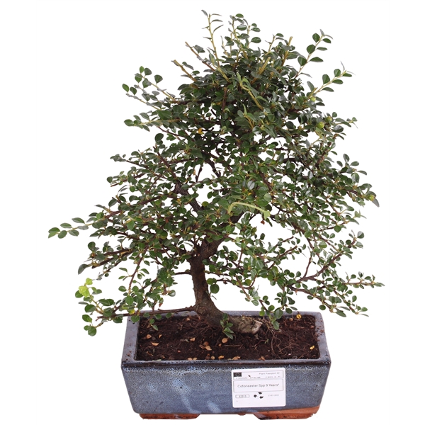 <h4>Bonsai Outdoor Luxe Ø20cm Ceramic Traditional Cotoneaster</h4>