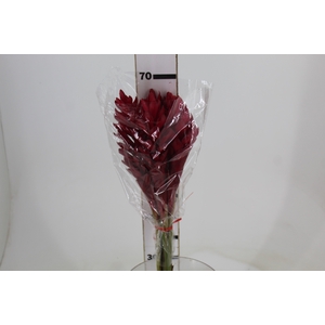 ALPINIA PURPURATA VERMELHA 070 CM