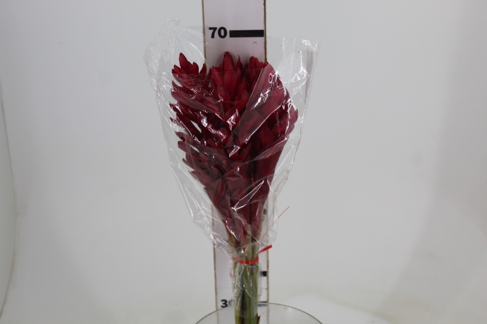 <h4>ALPINIA PURPURATA VERMELHA 070 CM</h4>