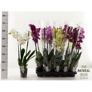 PHAL GEM