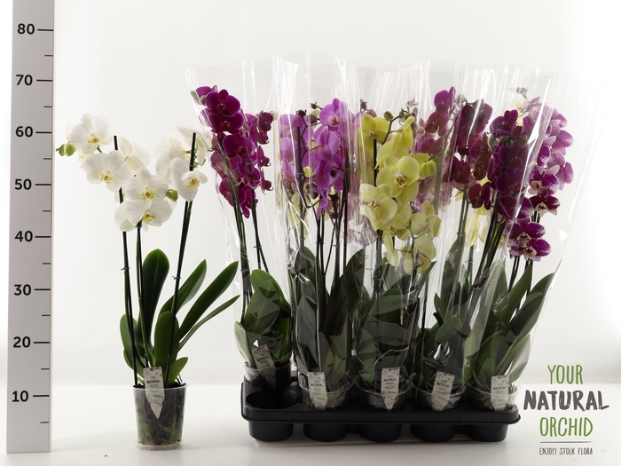 <h4>PHAL GEM</h4>
