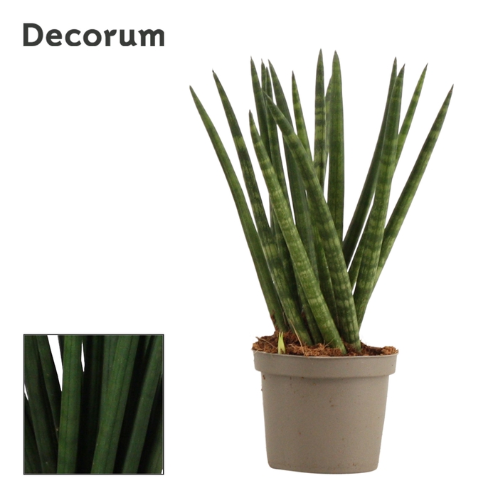 <h4>Sansevieria Cylindrica 9 cm Spaghetti (Decorum)</h4>