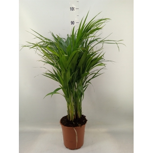 Dypsis lutescens   ...Chrysalidoca