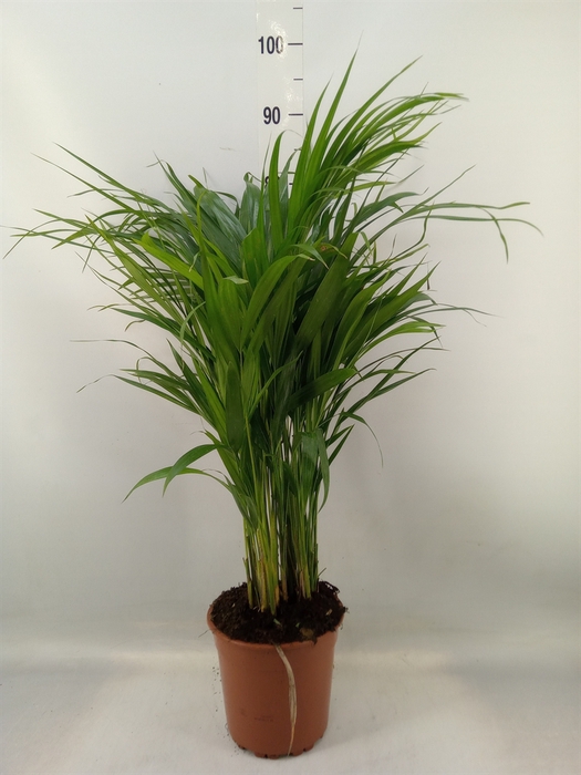 <h4>Dypsis lutescens   ...Chrysalidoca</h4>