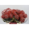 Nutans Scarlet Ribbon