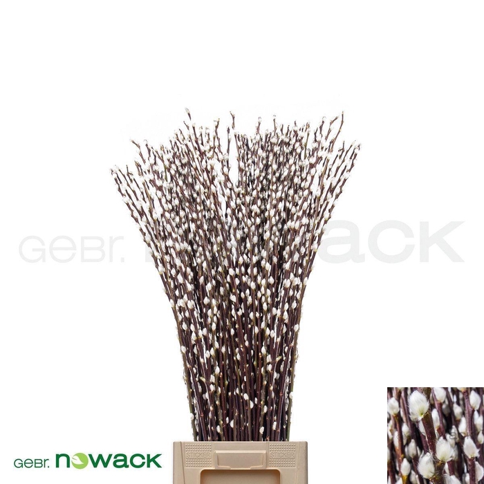 <h4>SALIX WILGENKATJES</h4>